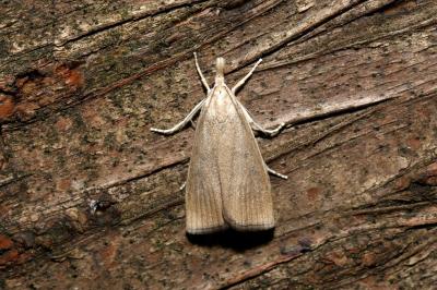 <i>Calamotropha paludella</i>