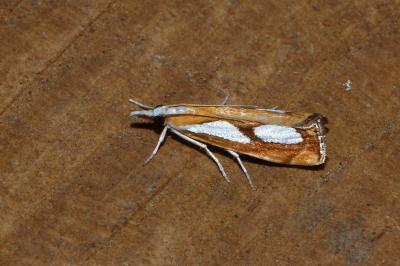 <i>Catoptria pinella</i>
