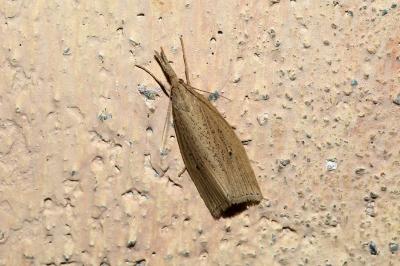 <i>Chilo phragmitellus</i>
