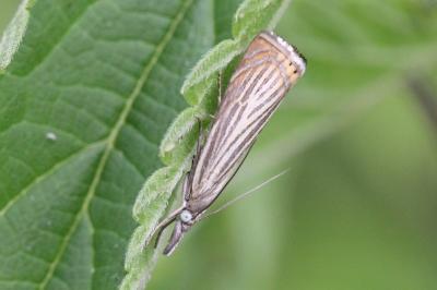<i>Chrysoteuchia culmella</i>