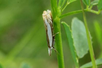 <i>Crambus pascuella</i>