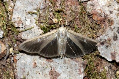 <i>Cydalima perspectalis</i>