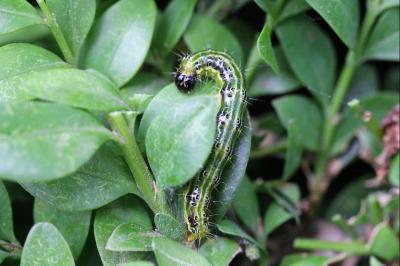 <i>Cydalima perspectalis</i>