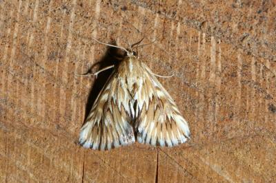 <i>Cynaeda dentalis</i>