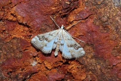 <i>Parapoynx stratiotata</i>
