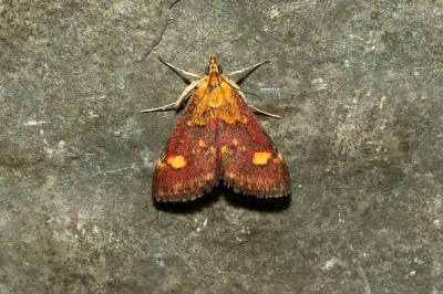 <i>Pyrausta aurata</i>