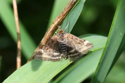 <i>Pyrausta despicata</i>