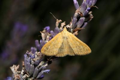 <i>Sitochroa verticalis</i>