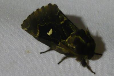 <i>Cosmotriche lobulina</i>