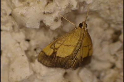 <i>Evergestis limbata</i>