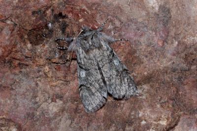 <i>Achlya flavicornis</i>