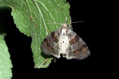 <i>Cymatophorina diluta</i>
