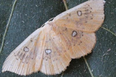 <i>Cyclophora albiocellaria</i>