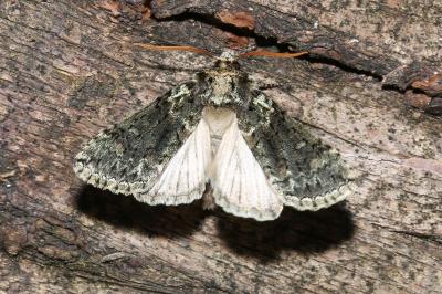 <i>Polyploca ridens</i>