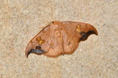 <i>Sabra harpagula</i>