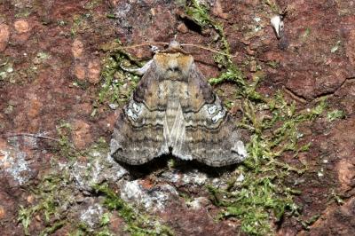 <i>Tethea ocularis</i>