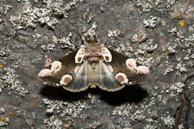 <i>Thyatira batis</i>