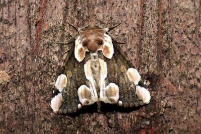 <i>Thyatira batis</i>