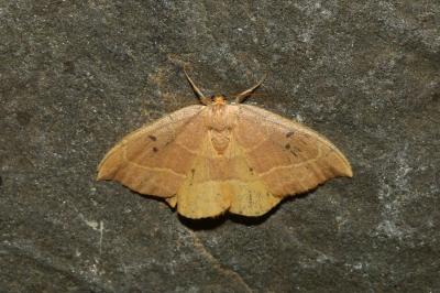 <i>Watsonalla binaria</i>