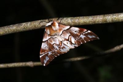 <i>Endromis versicolora</i>