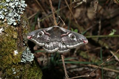 <i>Saturnia pavonia</i>