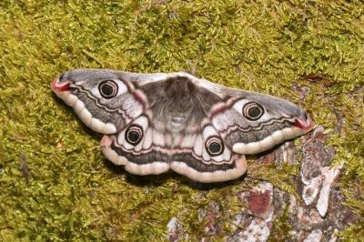 <i>Saturnia pavonia</i>