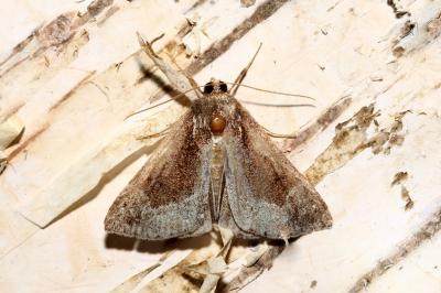 <i>Hypena crassalis</i>
