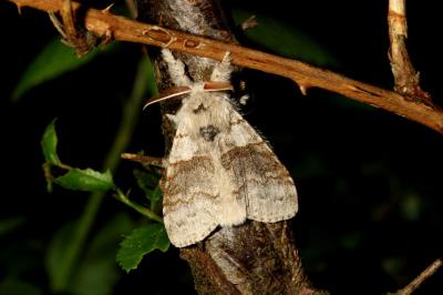 <i>Calliteara pudibunda</i>
