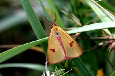 <i>Diacrisia sannio</i>
