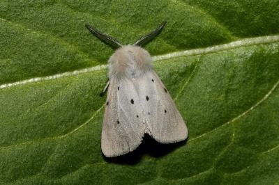 <i>Diaphora mendica</i>
