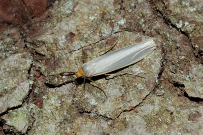 <i>Eilema caniola</i>