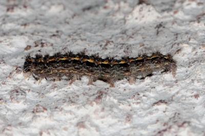 <i>Eilema caniola</i>