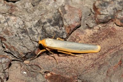 <i>Manulea complana</i>