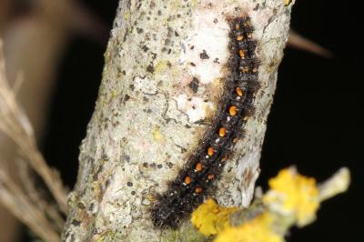 <i>Manulea complana</i>