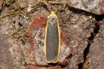 <i>Katha depressa</i>