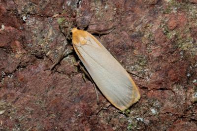 Katha depressa