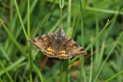 <i>Euclidia glyphica</i>