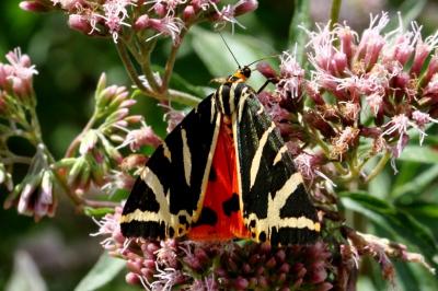 <i>Euplagia quadripunctaria</i>