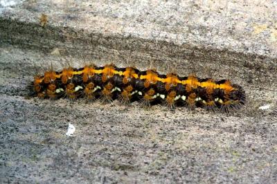 <i>Euplagia quadripunctaria</i>