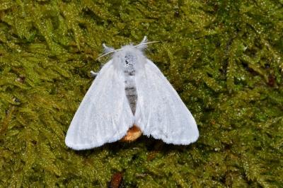 <i>Euproctis chrysorrhoea</i>