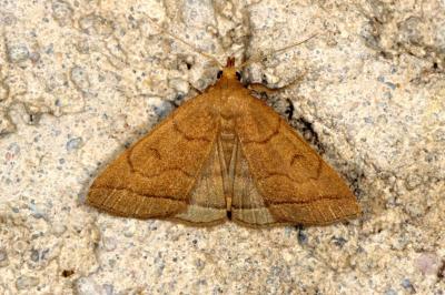 <i>Herminia tarsipennalis</i>