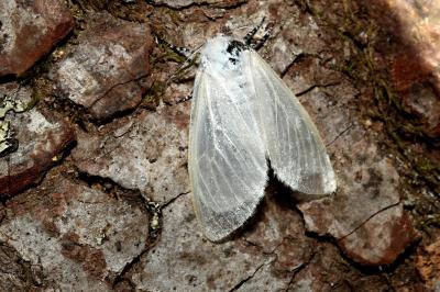 <i>Leucoma salicis</i>