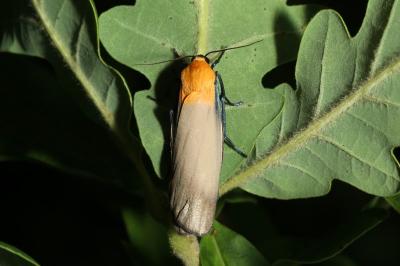 <i>Lithosia quadra</i>