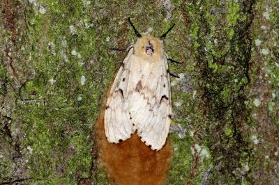 Lymantria dispar