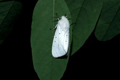 Spilosoma urticae