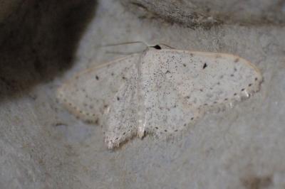 <i>Scopula marginepunctata</i>