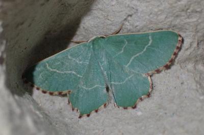 <i>Thalera fimbrialis</i>