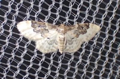 <i>Idaea rusticata</i>