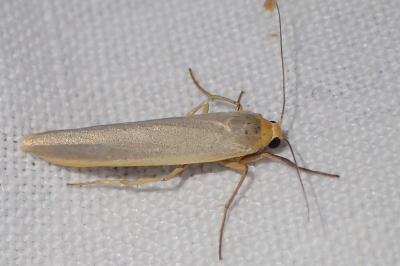 <i>Eilema caniola</i>