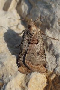 <i>Epilecta linogrisea</i>